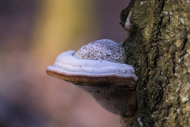 living near skysong scottsdale tech hub