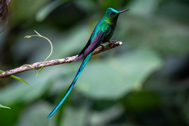 long distance movers