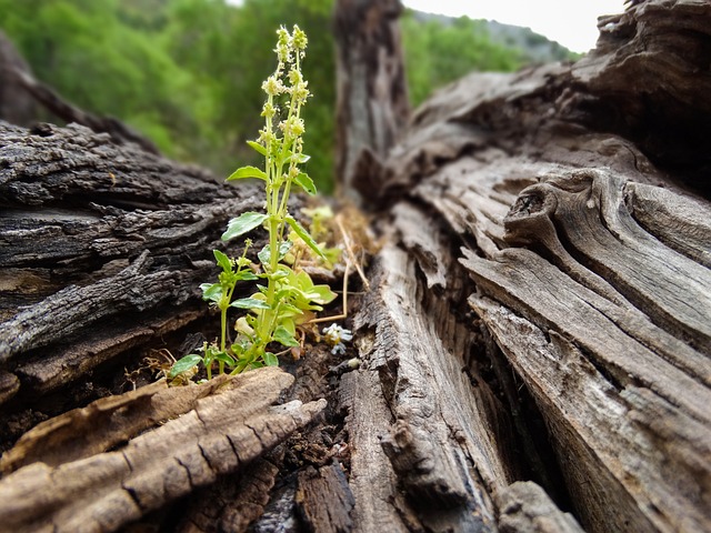 Multi-generational floor plans