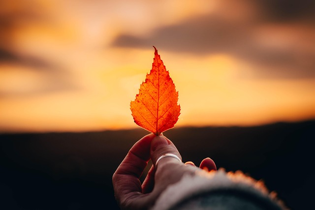 phoenix adu zoning laws for single family lots