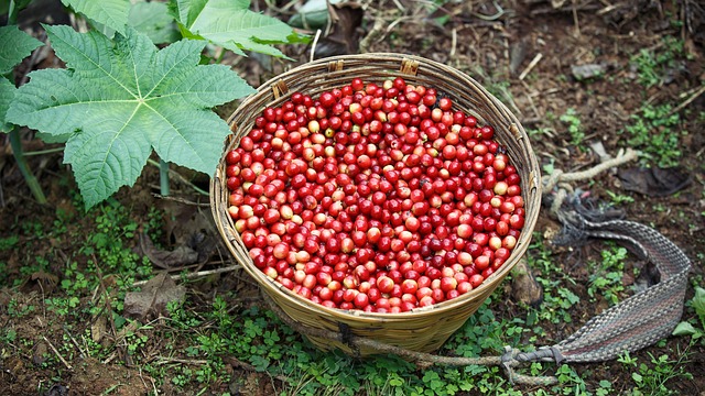 Pickleball court access