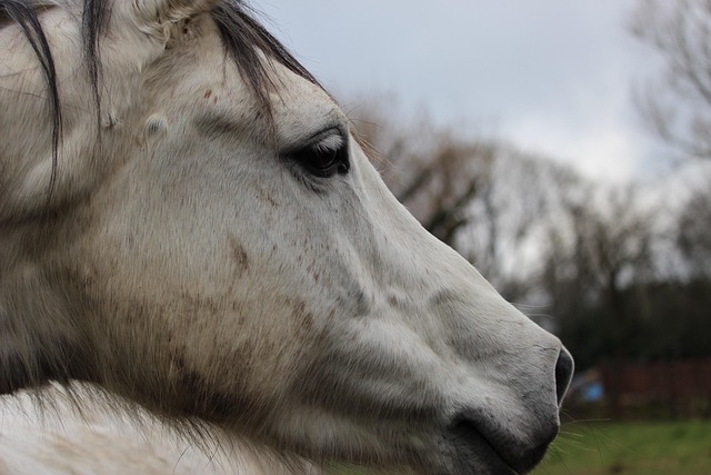 retirement communities near lake pleasant