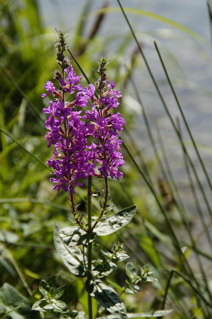 retirement communities near lake pleasant