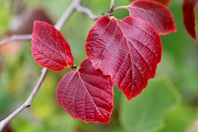 Seasonal affective relief