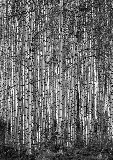 sterling grove surprise az luxury rentals