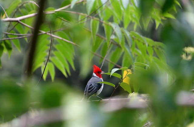 things to do in honolulu