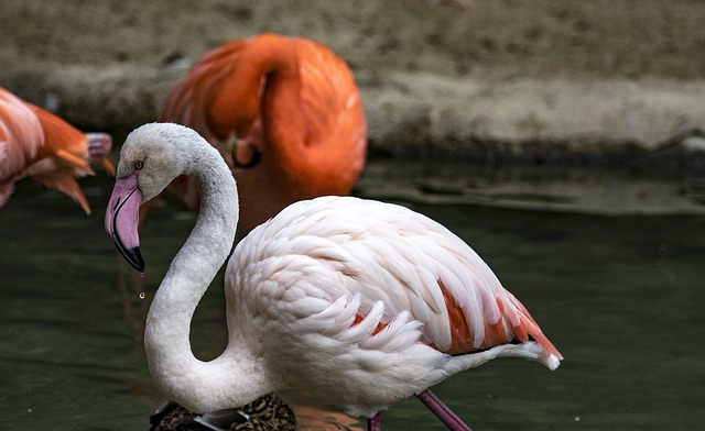 things to do in san diego