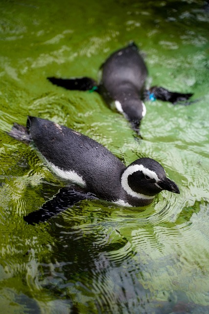 water-efficient pools phoenix az