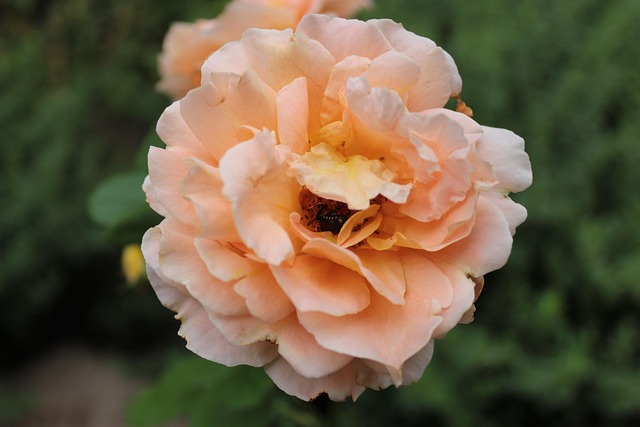 what to see in denver