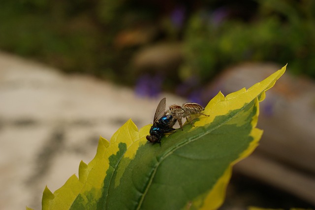 zoning classifications