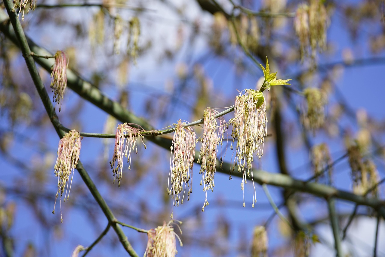 boosting-your-home-value-with-maple-ash-640x480-wytywy