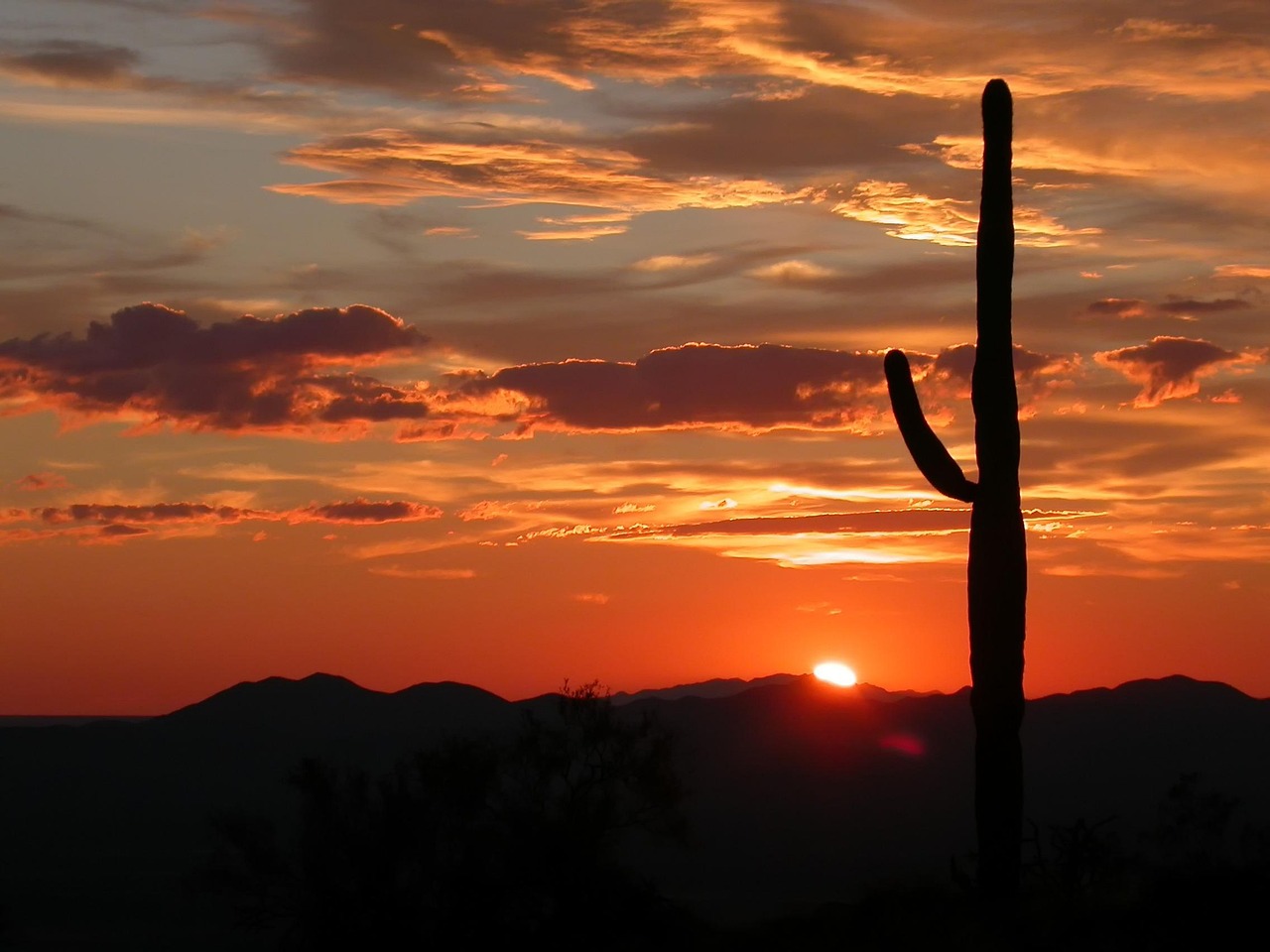 Exploring Saguaro Vista: A Realtor’s Guide to Wickenburg Real Estate
