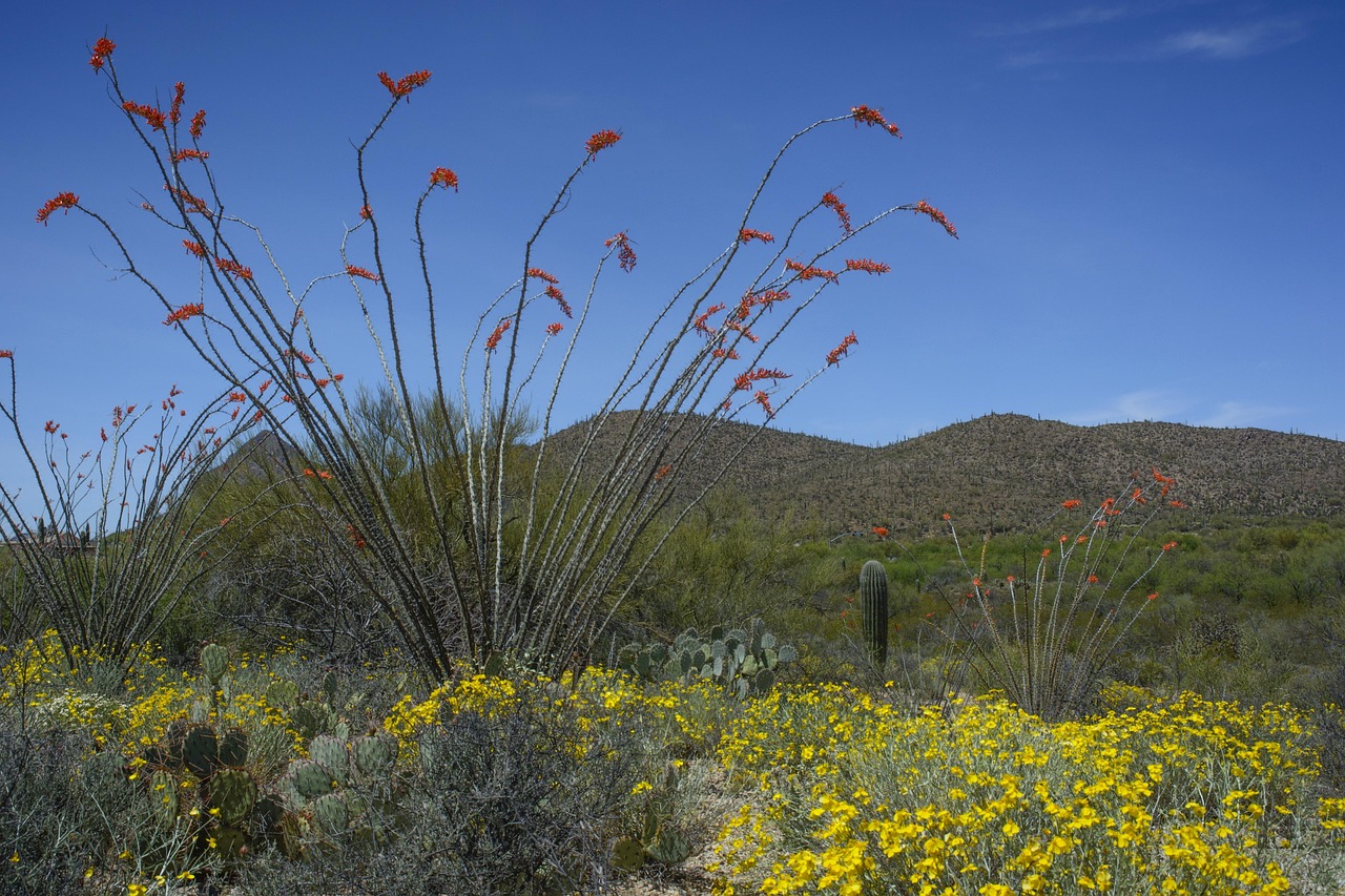 ocotillo-enhancing-home-value-in-chandle-640x480-970vdv