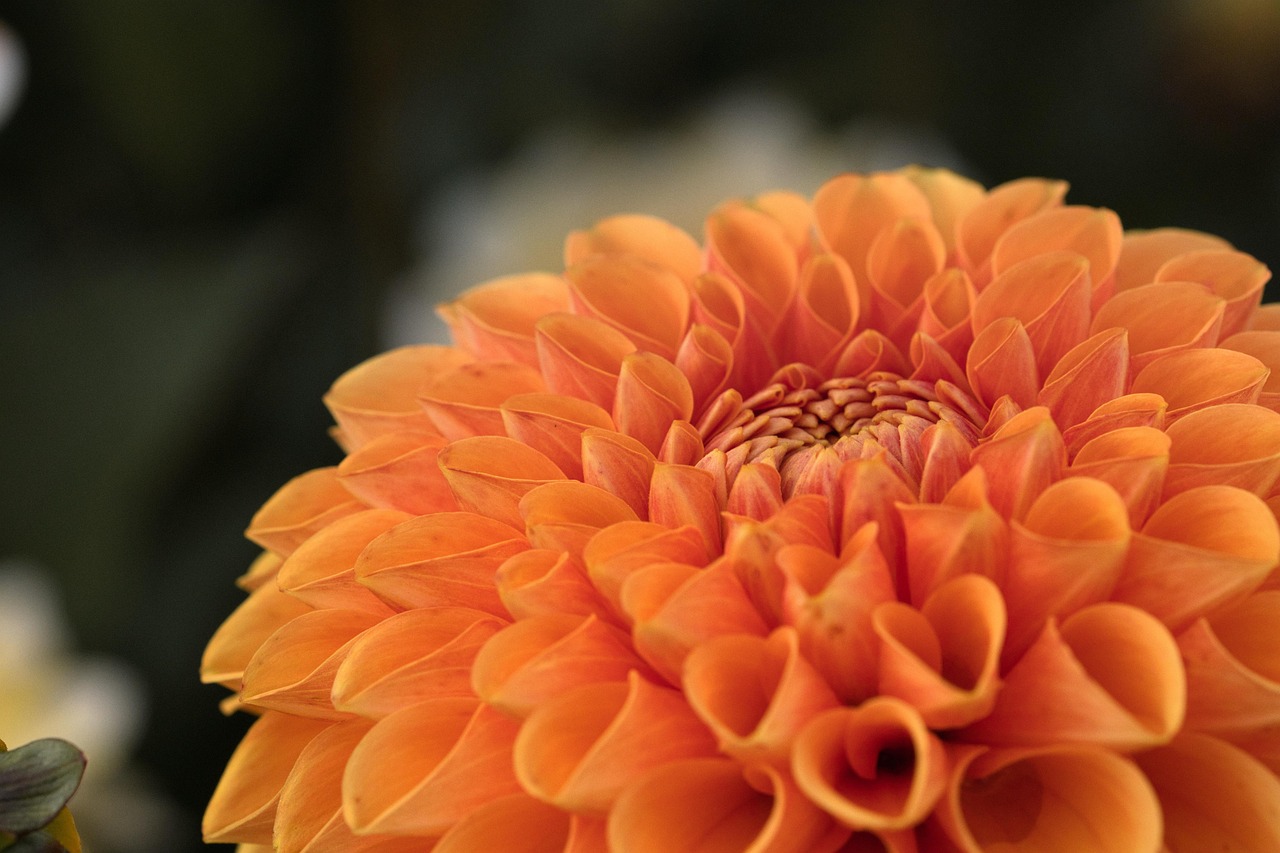 tucson-botanical-gardens-a-haven-of-natu-640x480-nrwo0t