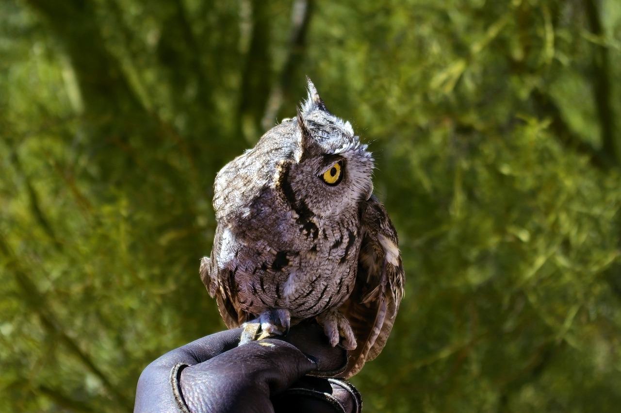 Arizona-Sonora Desert Museum: A Unique Destination for Real Estate Professionals