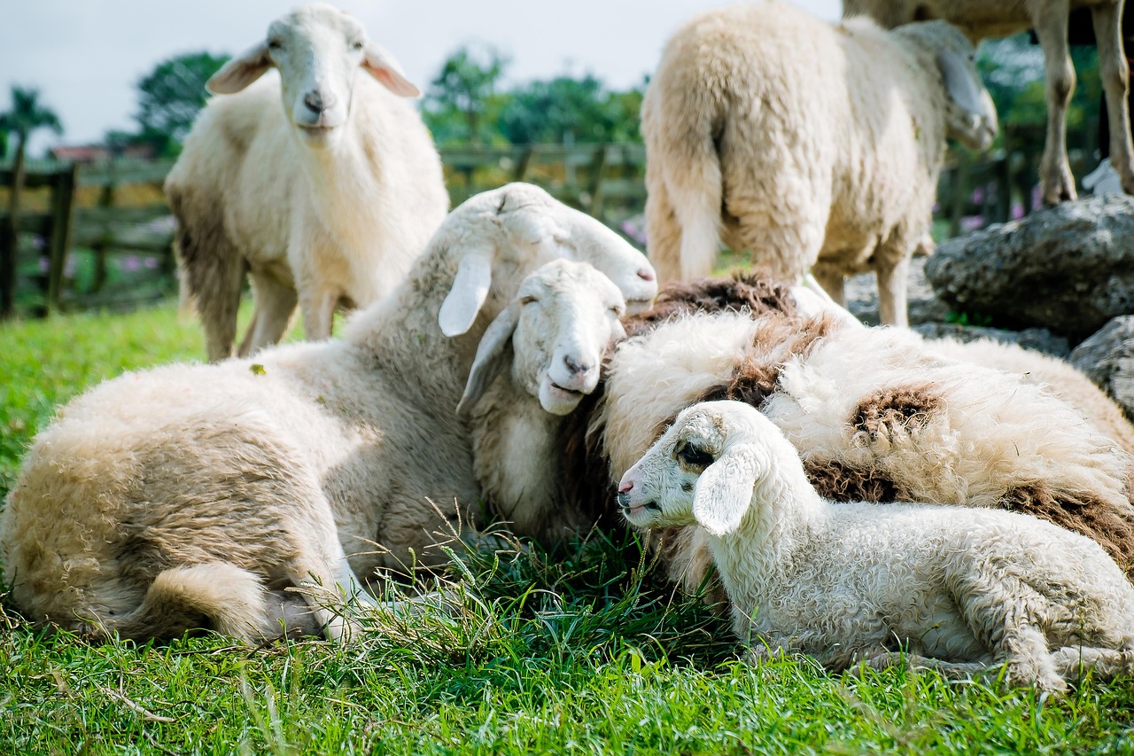 Cheatham Farms: Events This Month in Laveen