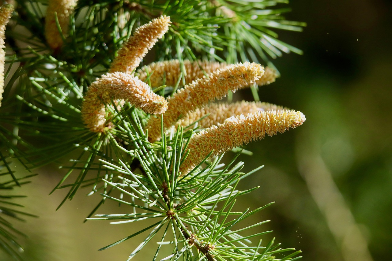 desert-cedars-a-realtor-s-guide-to-this-640x480-fpvt1n