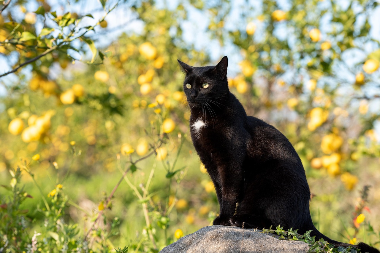Explore Higley Groves: Top Things to Do Near This Gilbert Gem