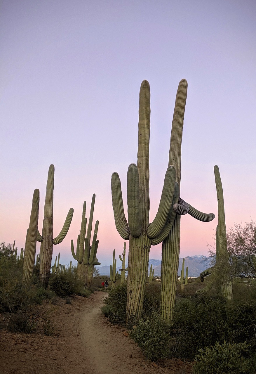 omni-tucson-national-estates-a-real-esta-640x480-7drow7