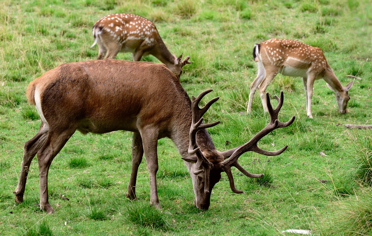 Reid Park Zoo: A Nature Haven and Neighborhood Treasure