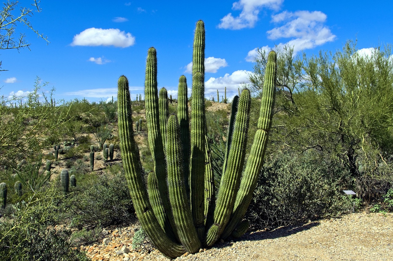 tucson-botanical-gardens-a-vibrant-oasis-640x480-0lmo96