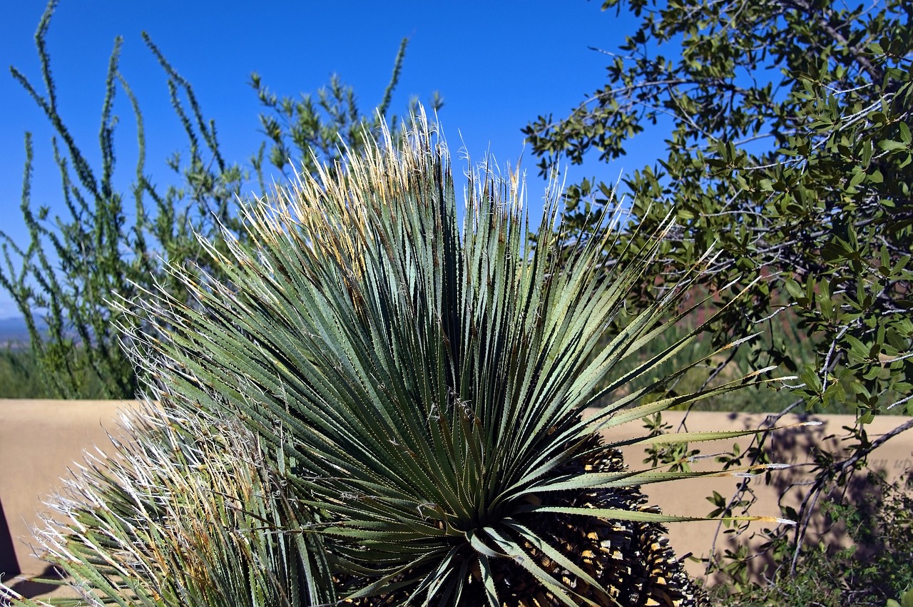 arizona-sonora-desert-museum-an-immersiv-640x480-yyi575