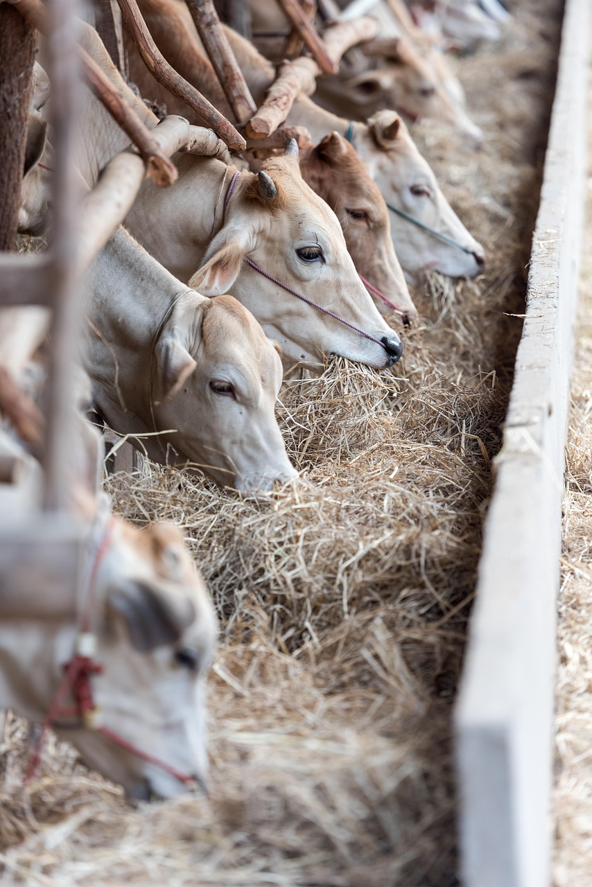 Arrowhead Ranch: Explore the Outdoor Paradise on the Edge of Glendale