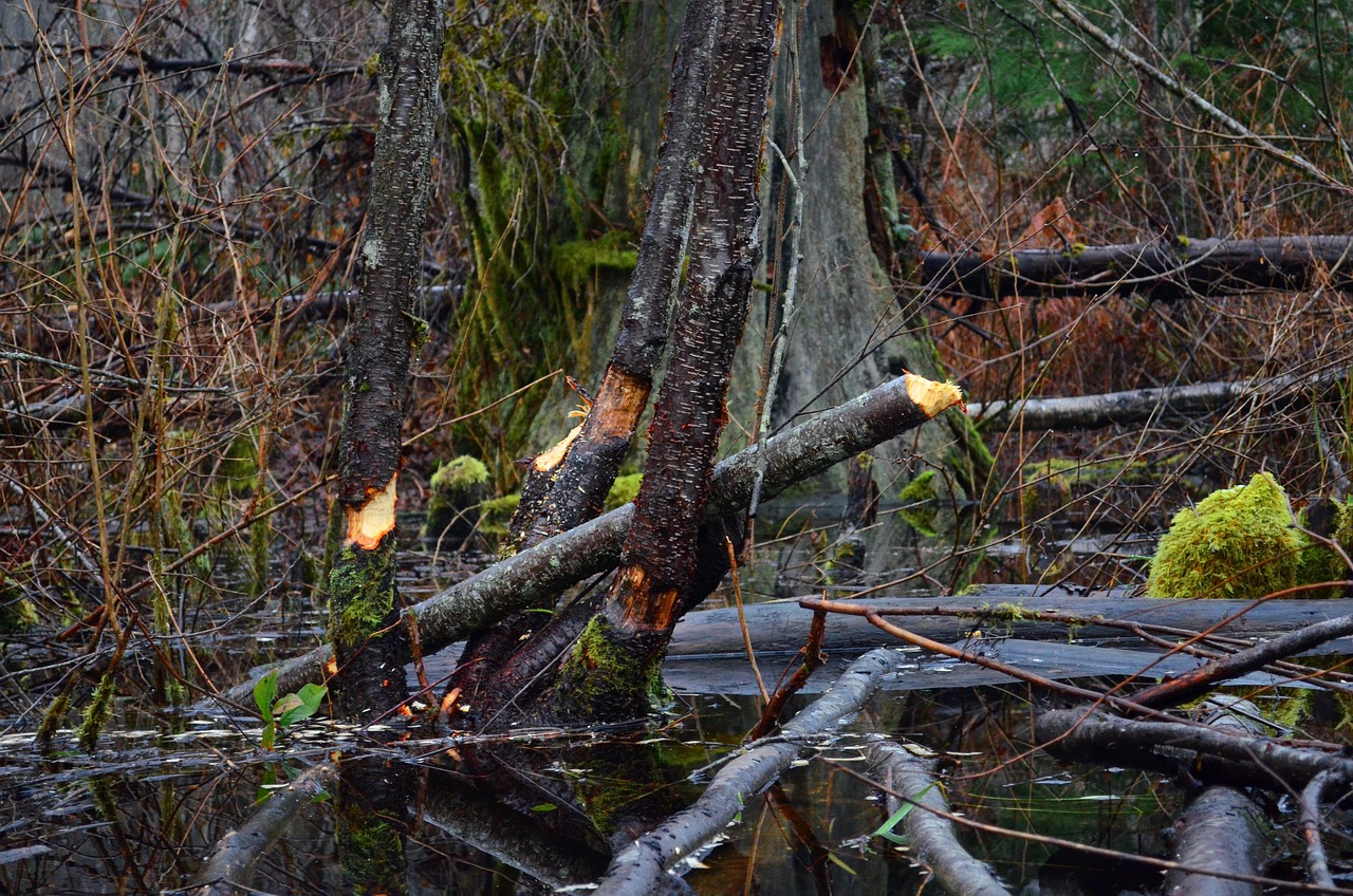 Beaver Dam, Arizona: A Trail Guide to Exploring Nature's Haven
