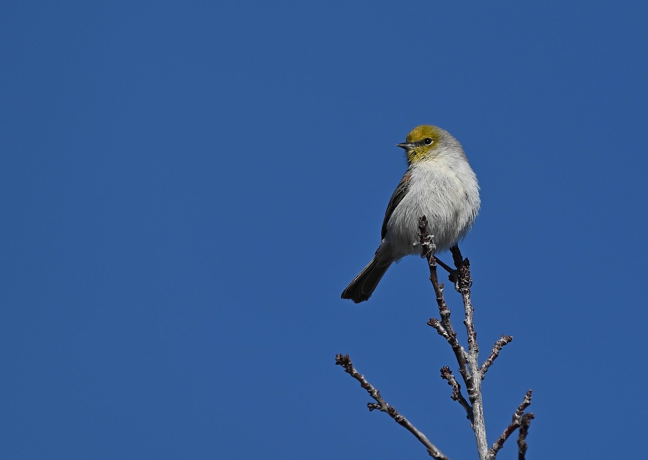 Verdin: Phoenix's Real Estate Market Update