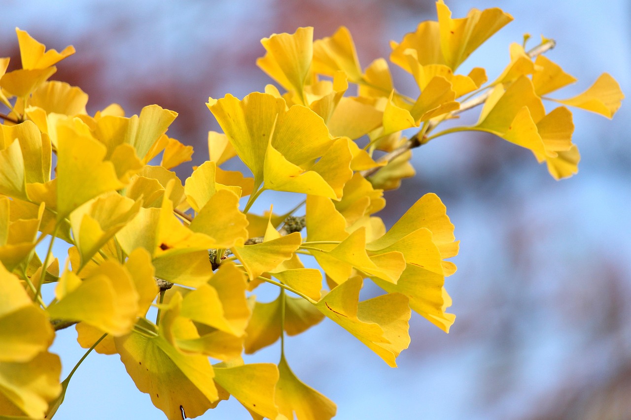 Arboretum Adventures: Nature, Fun & Learning Await