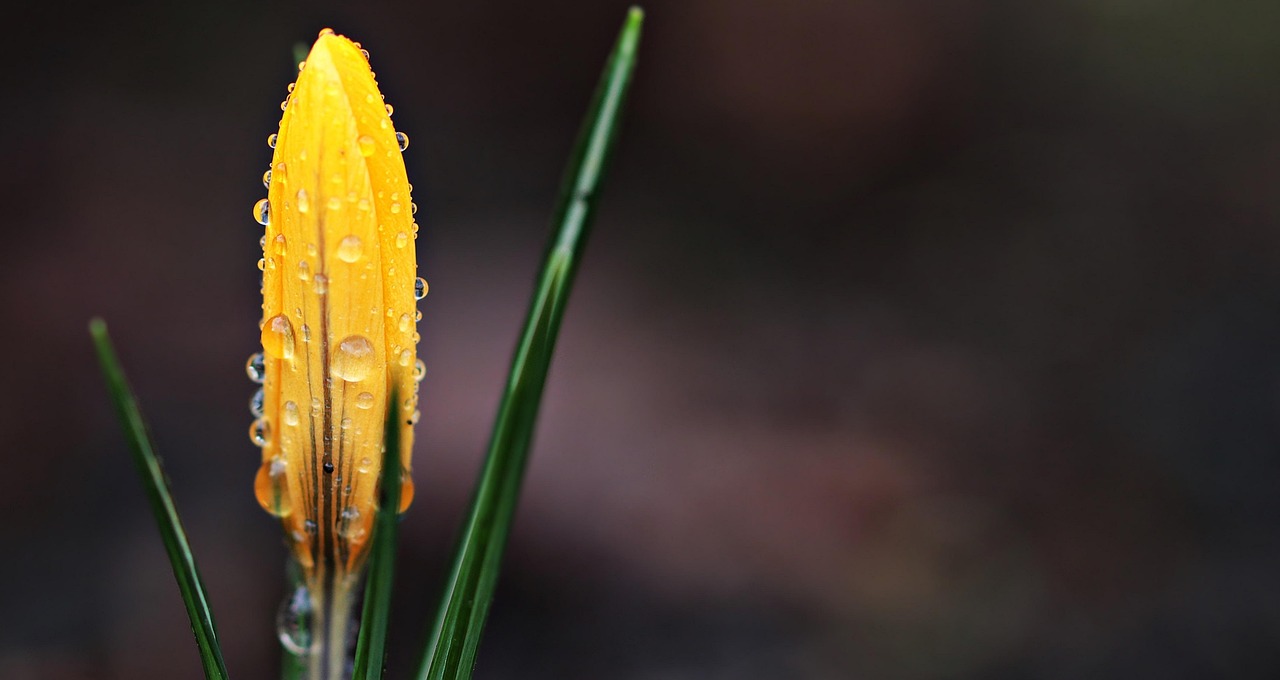 Coldwater Springs: Seller Strategies for Success and Sales Boost