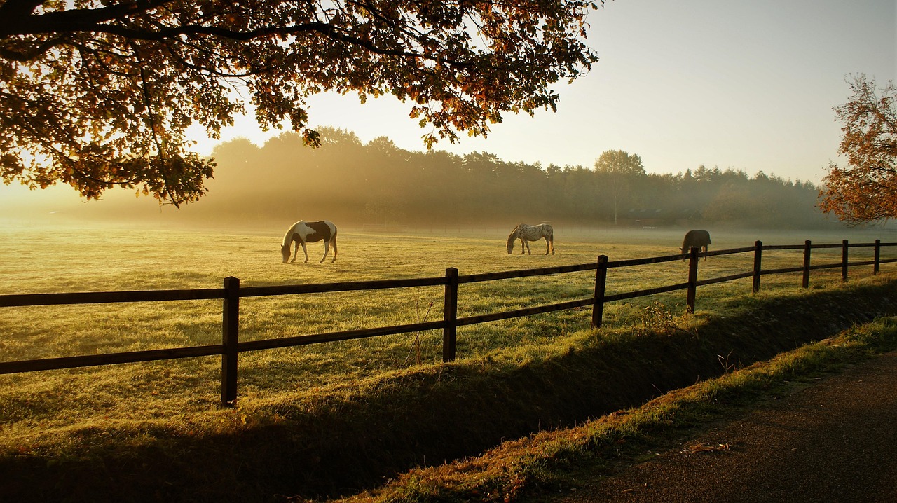 Discover Adventures, Culture, and Cuisine Near Tatum Ranch