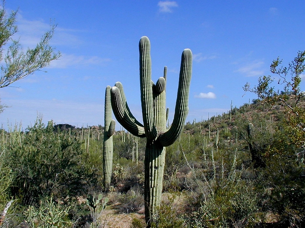 Discover Adventures in and Around Saguaro Park