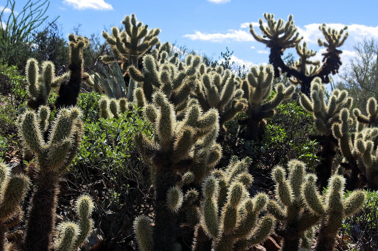 discover-arizona-sonora-desert-museums-w-640x480-pytz8b