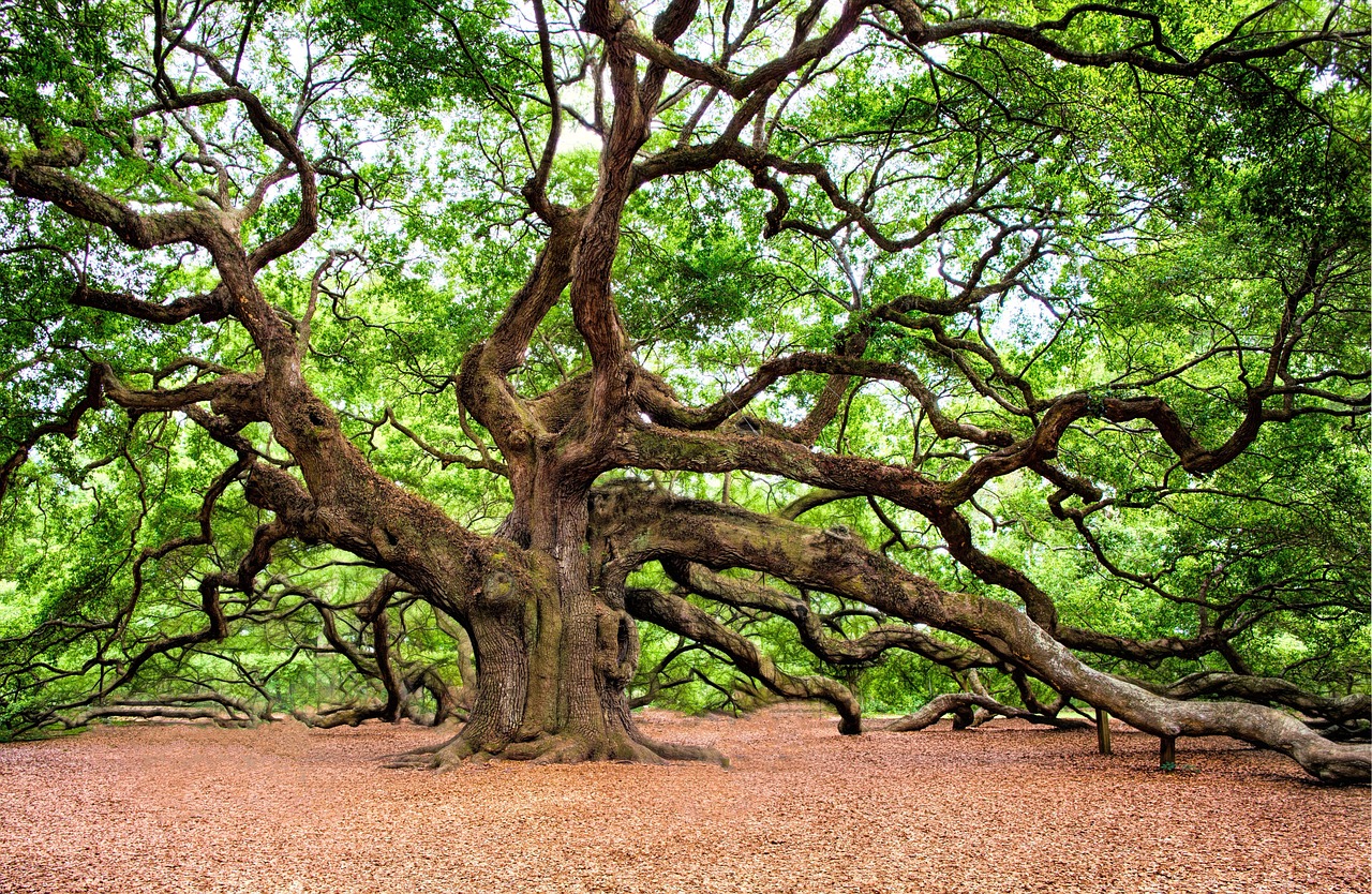 discover-charleston-estates-nature-histo-640x480-bisnn4