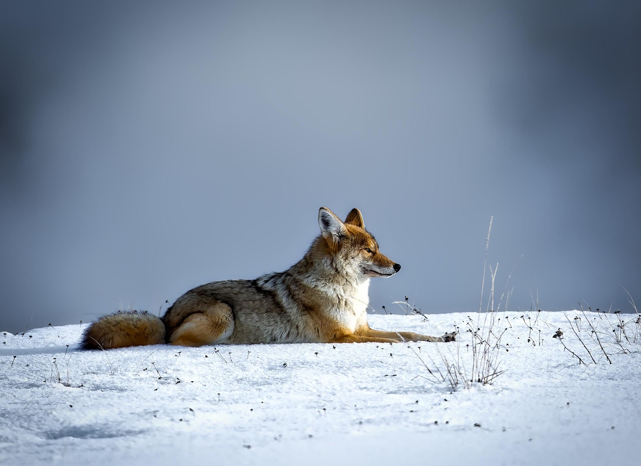 discover-coyote-lakes-adventures-in-natu-640x480-x9do9z