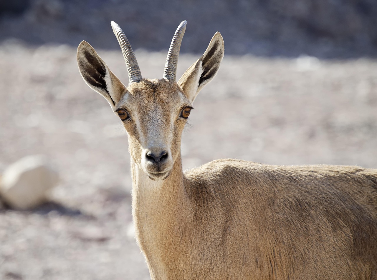 Discover Desert Estates: Nature, Culture, and Fun Events