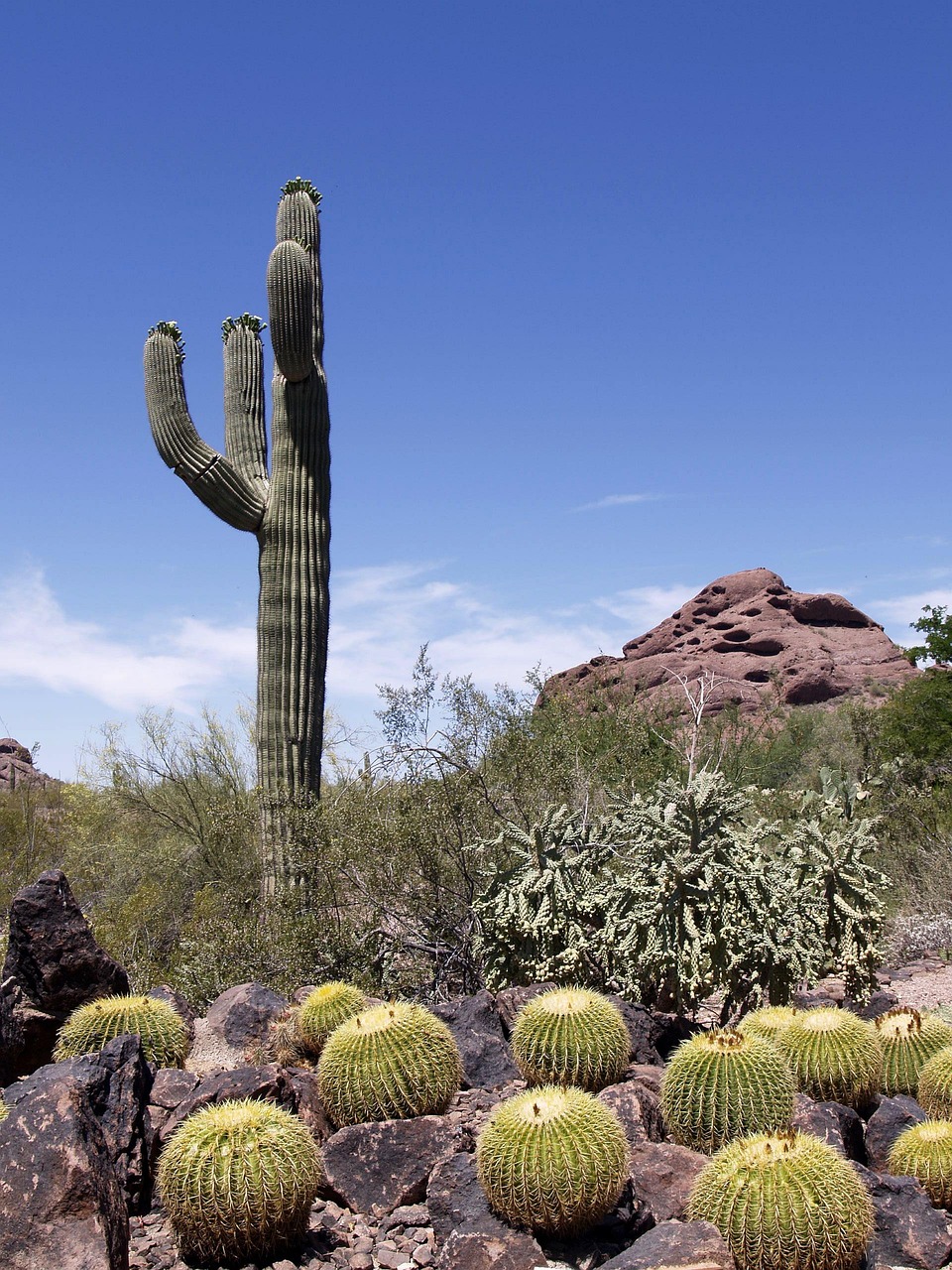 Discover Desert Hills: Nature, Culture, & Culinary Delights
