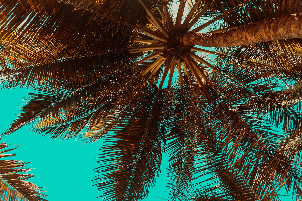 discover-hidden-gems-at-tempe-palms-beyo-640x480-gaghkt