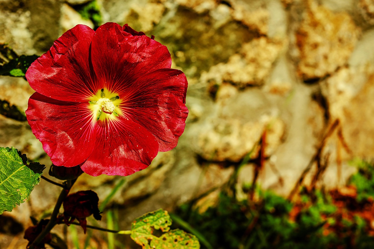 Discover Hollyhocks: Nature, Culture, & Outdoor Adventures Near You
