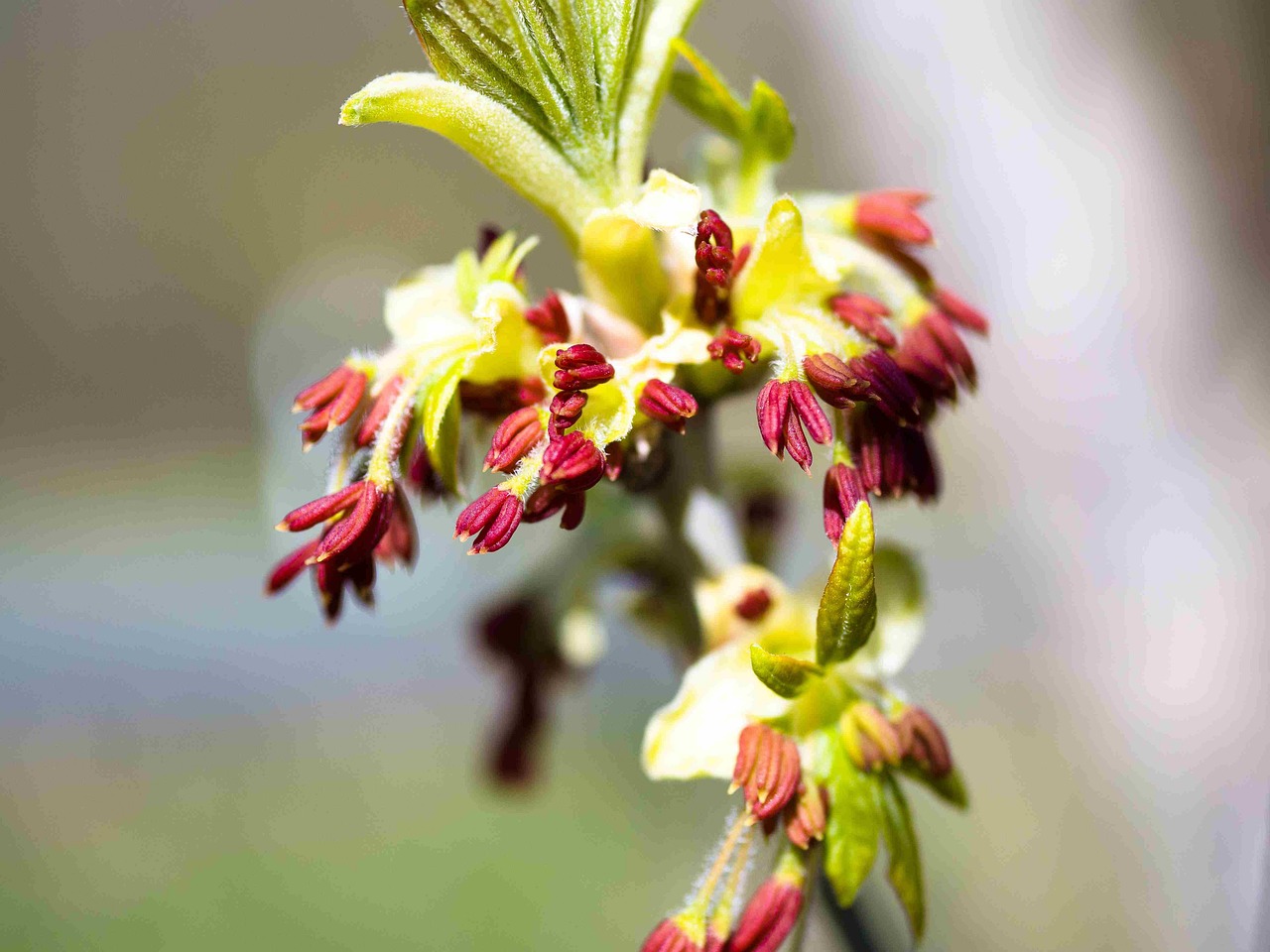 Discover Ironwood: Nature, Culture, & Local Charm Unveiled