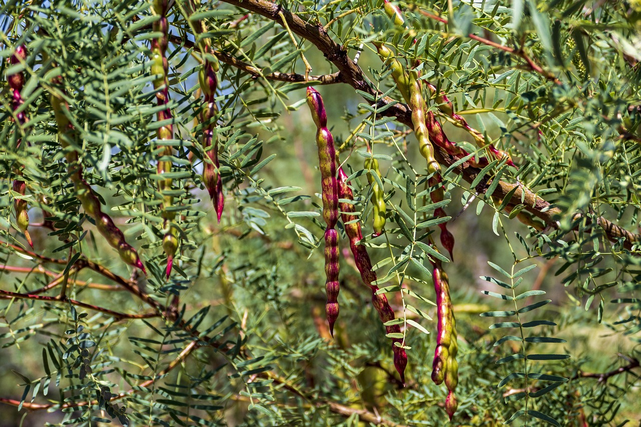 Discover Mesquite: Nature, Culture & Dining Adventures Await