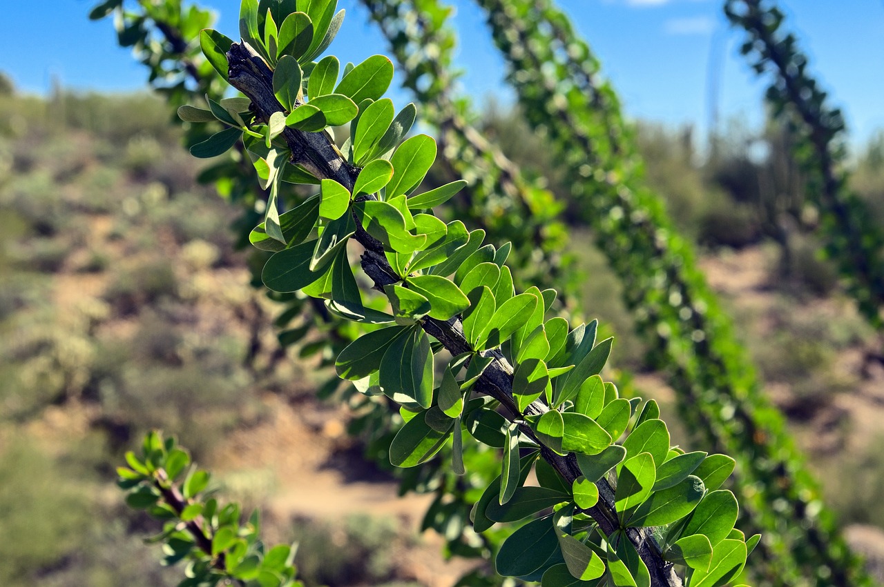 Discover Ocotillo: Hiking, Flavors, and Cultural Treasures Near You