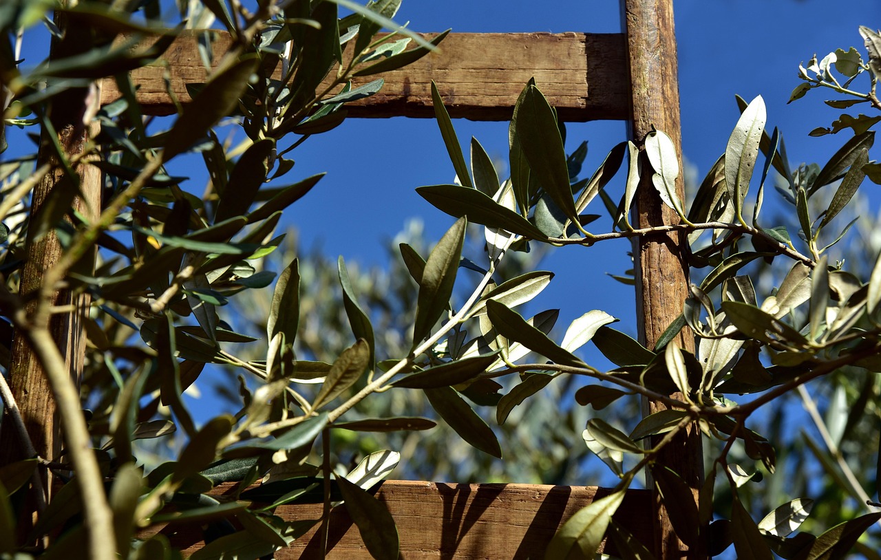 Discover Olive Park: Nature, Culture, & Culinary Joy