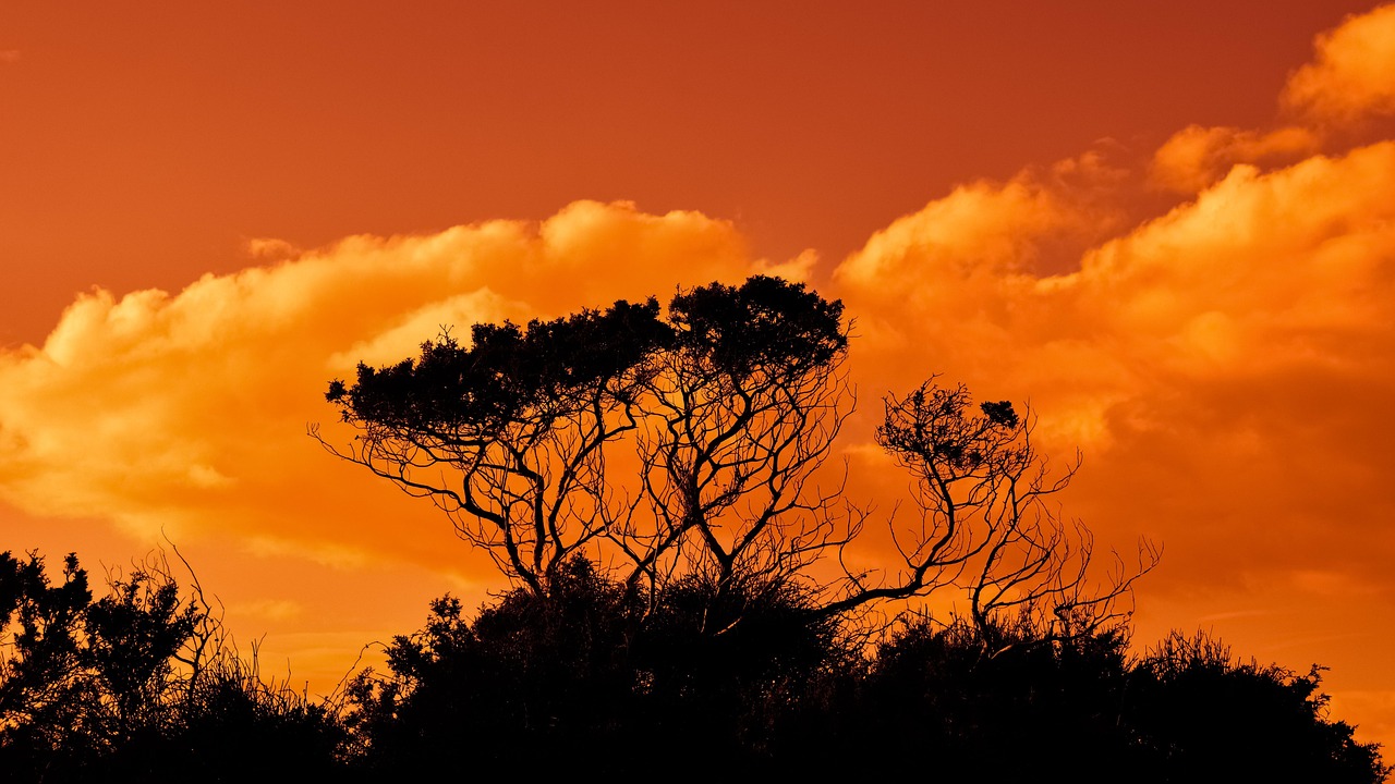 Discover Orange Tree Golf & Nearby Adventures
