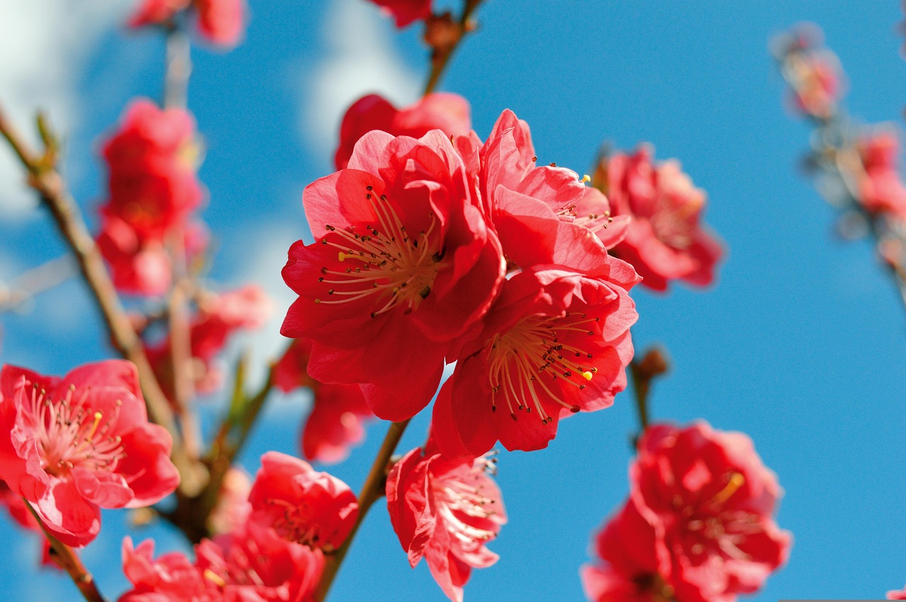 Discover Peach Springs Arizona: Nature, Culture & Adventure