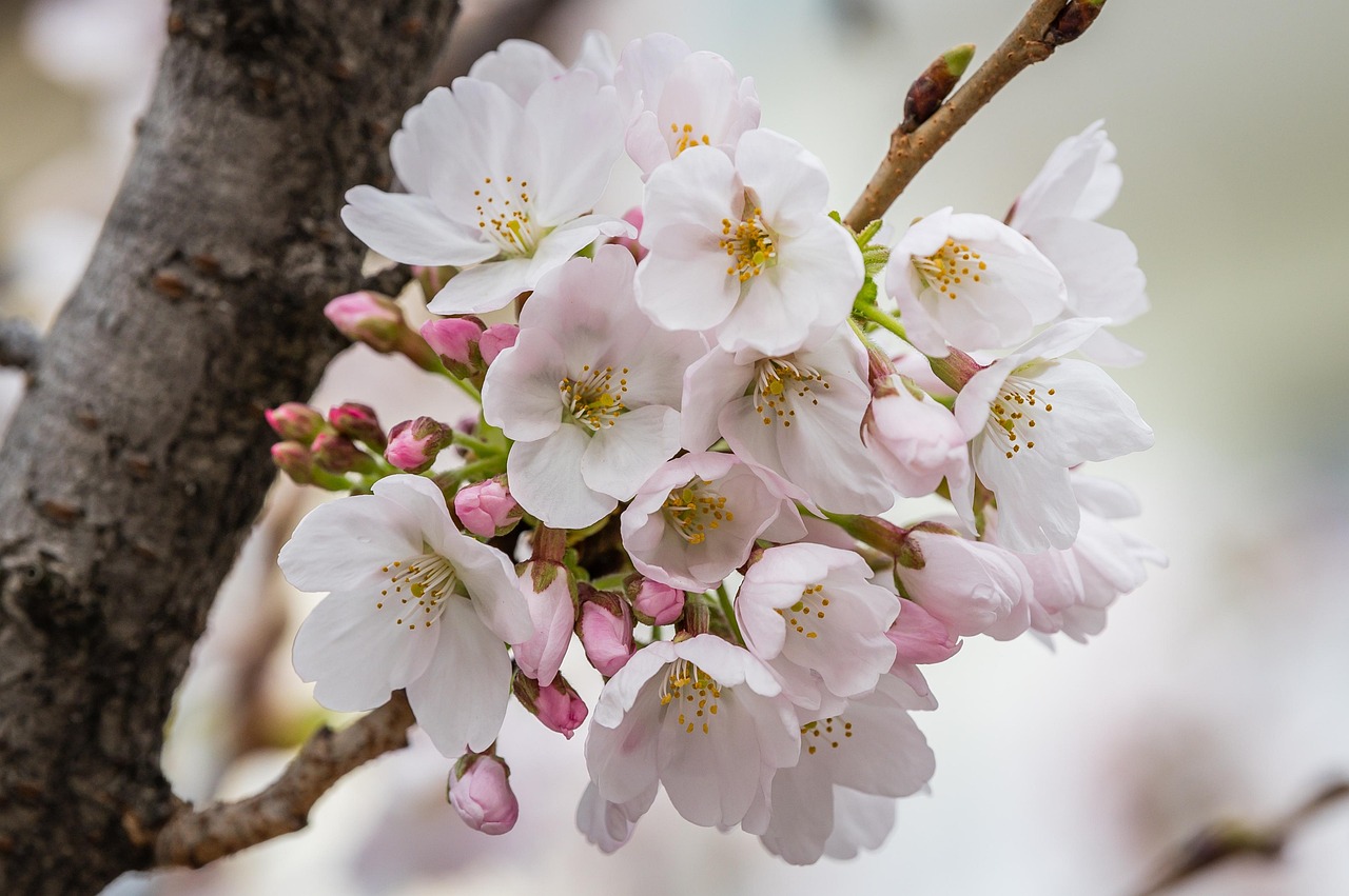 discover-peach-springs-arizonas-hidden-g-640x480-w5gvf0