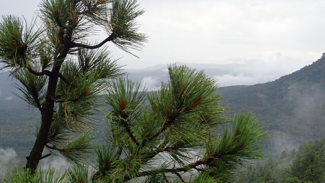 Discover Pine Arizona: Outdoor Adventures & Cultural Immersion