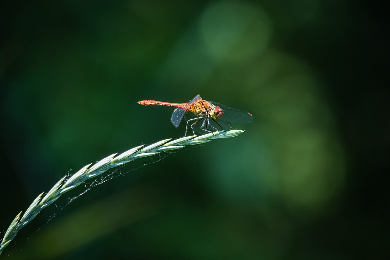 discover-sweetwater-wetlands-nature-adve-640x480-qjbo1s