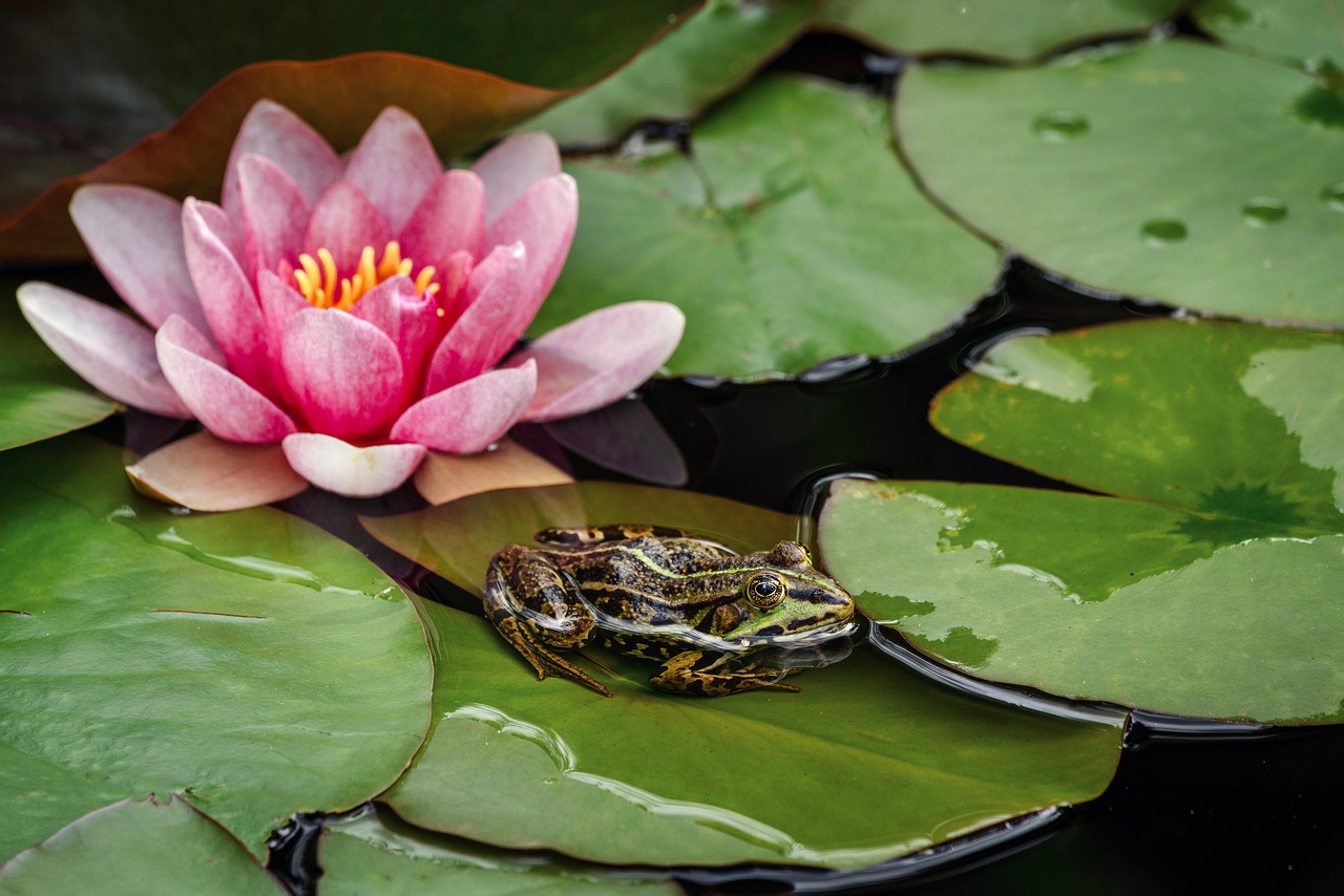 Discover Sweetwater Wetlands Surroundings: Nature, Adventure, Culture